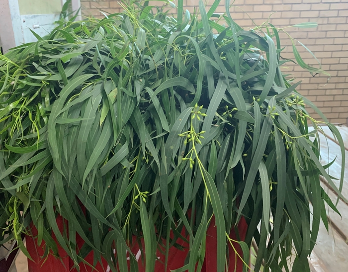 Greens - Eucalyptus Nicoli (p/bnch)