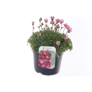 Saxifraga arendsii Peter Pan