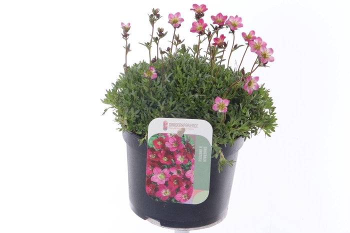 <h4>Saxifraga arendsii Peter Pan</h4>