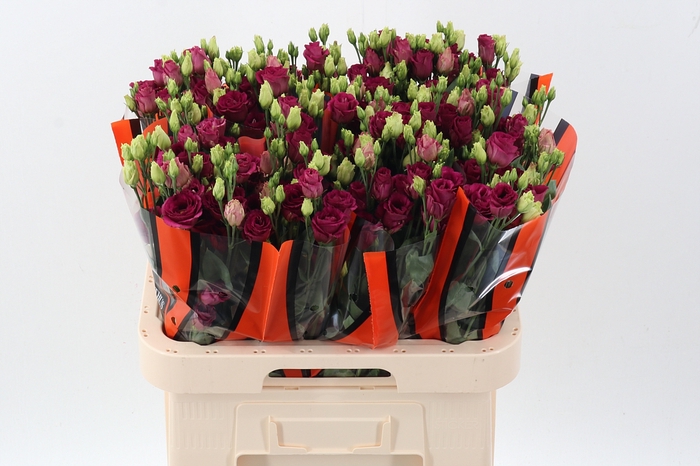 <h4>Eus G Arosa Red</h4>