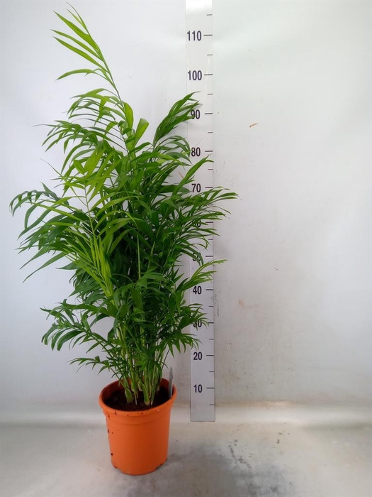 <h4>Chamaedorea elegans</h4>
