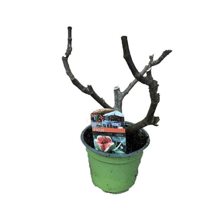 <h4>Ficus carica</h4>