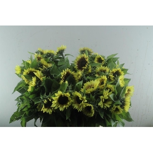 Helianthus Marley Kmb