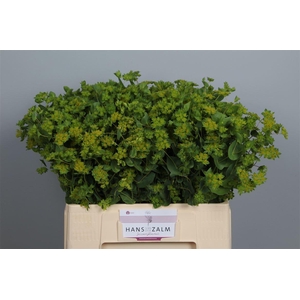 Bupleurum Rotundifol