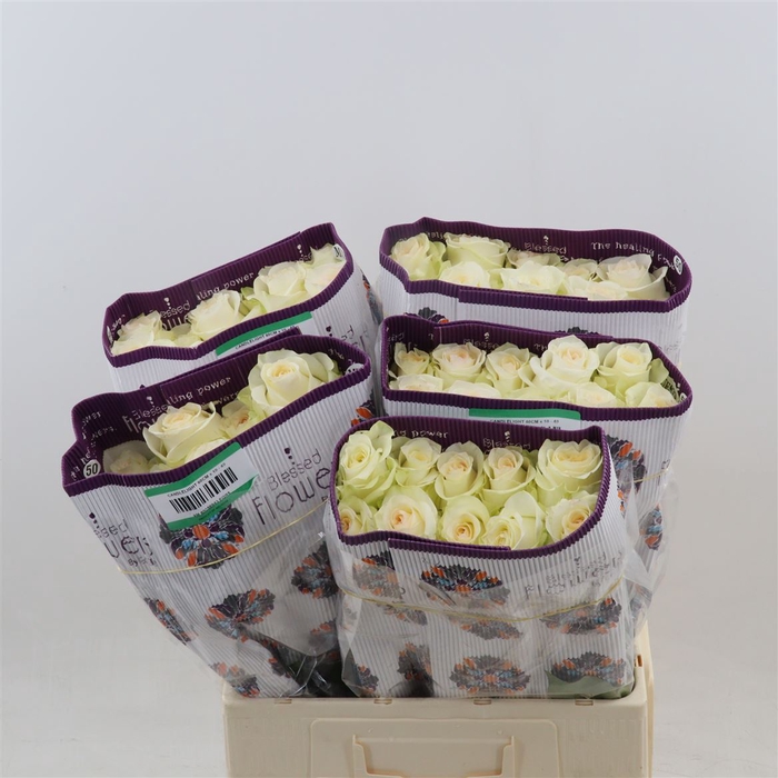 <h4>Rosa gr Candlelight</h4>