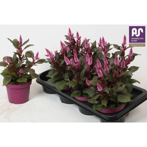 CEL WILD PINK P14