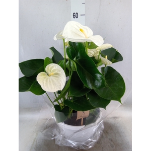 Anthurium andr. 'Elido'