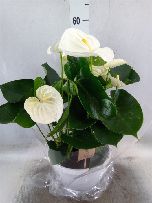<h4>Anthurium andr. 'Elido'</h4>