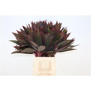 CORDYLINE RED LEAF TOP*