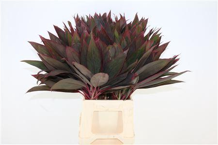<h4>CORDYLINE RED LEAF TOP*</h4>