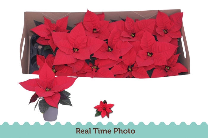 <h4>EUPHOR P CHR F RED</h4>