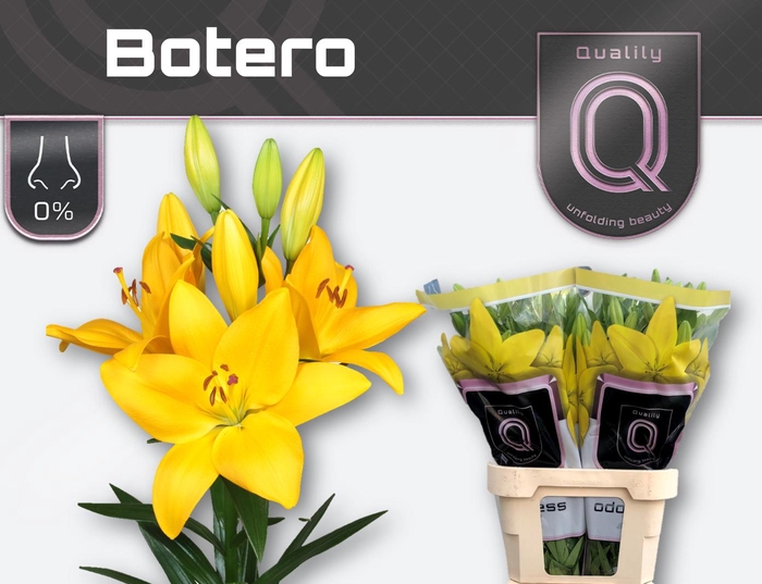 <h4>LI LA BOTERO 4+</h4>