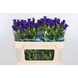 Campanula Cham Blue