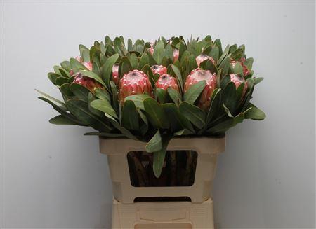 <h4>Protea Susara</h4>