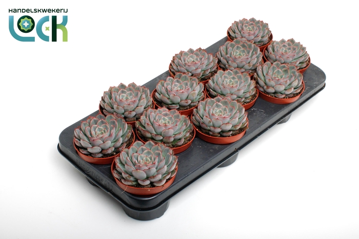 <h4>Echeveria Deremensis</h4>