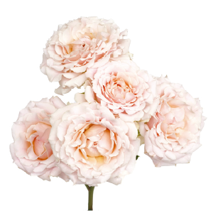 R Tr Deluxe Collection Wedding Rosever Light Pink 50cm CO