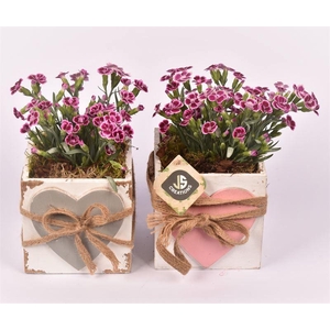 Hout vierk hart en touw 12x12cm