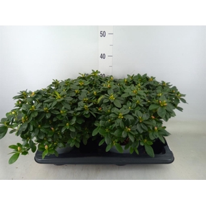 Rhododendron sim. 'Hulsten'