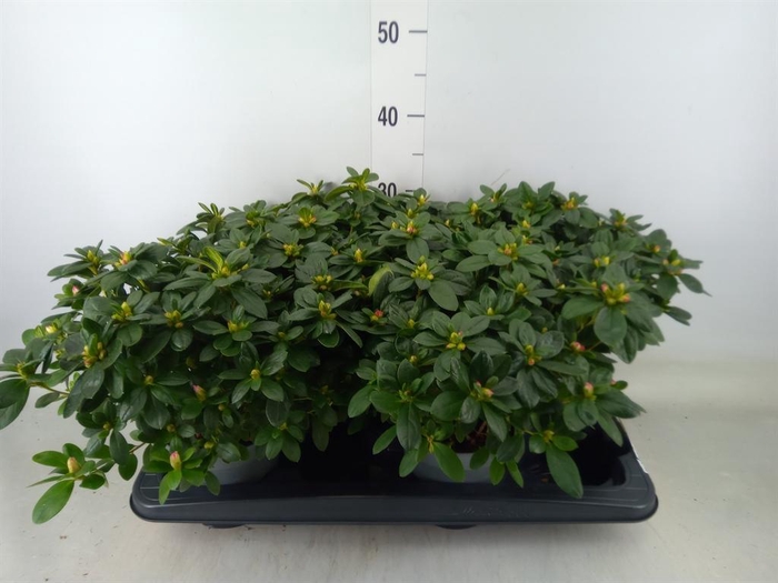 <h4>Rhododendron sim. 'Hulsten'</h4>