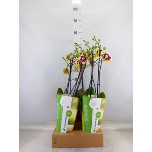 Phalaenopsis  'Ant Amadora'