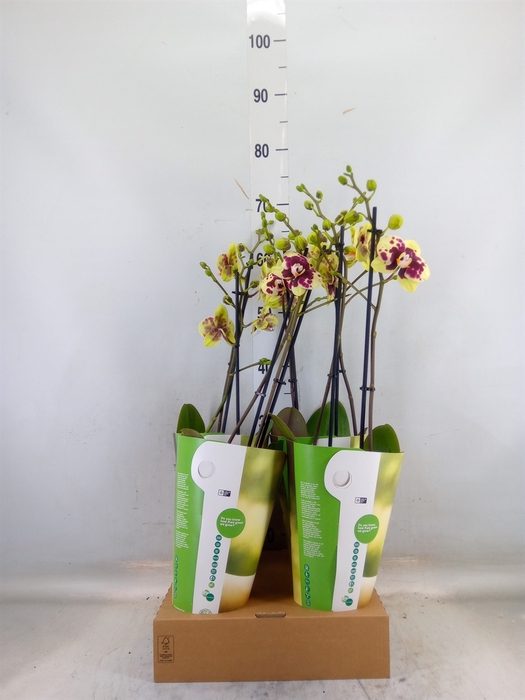 <h4>Phalaenopsis  'Ant Amadora'</h4>