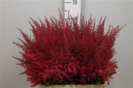 <h4>Astilbe arendsii 'Paul Gaarder'</h4>