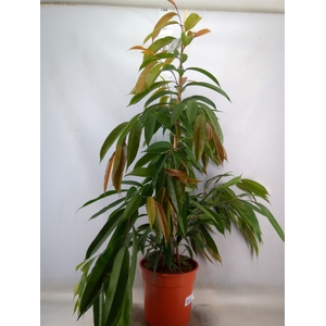 Ficus binn. 'Amstel King'
