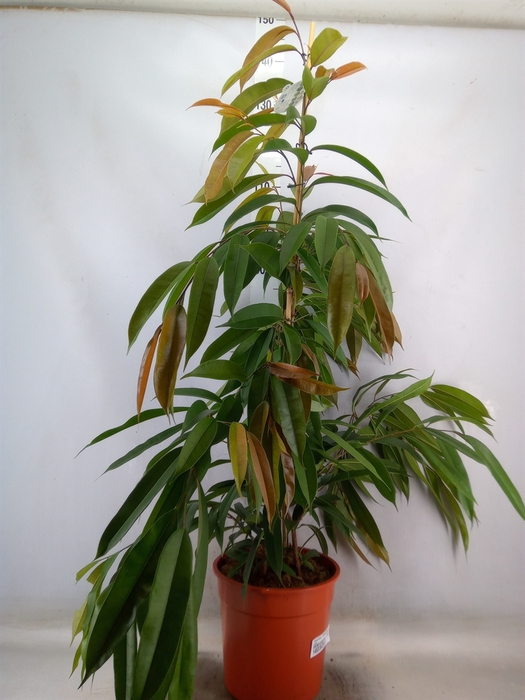 <h4>Ficus binn. 'Amstel King'</h4>