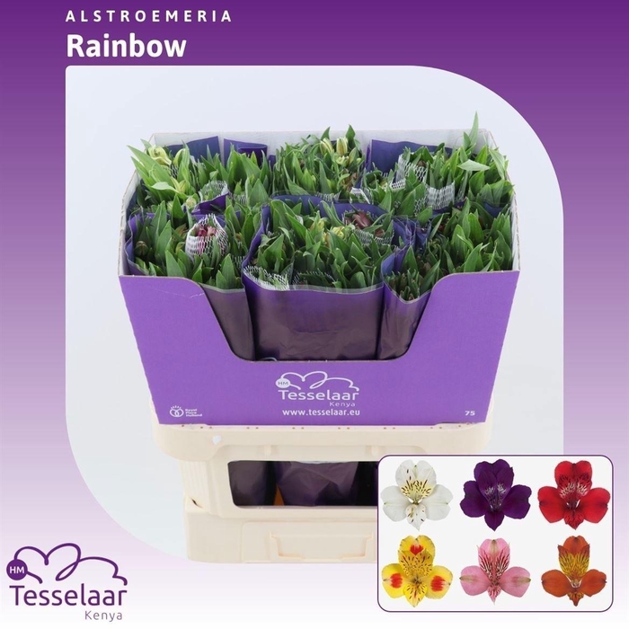 <h4>ALSTR RAINBOW GEM</h4>