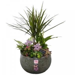 CC263 Arrangementen kamerplanten