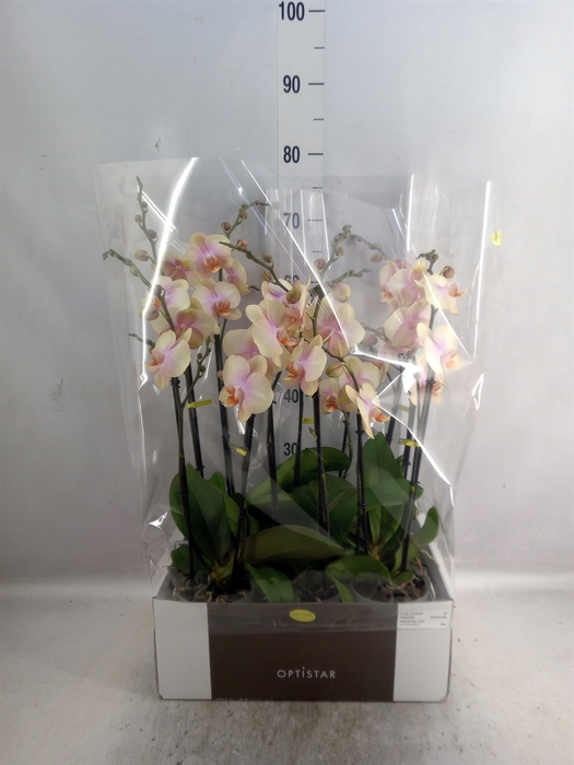 <h4>Phalaenopsis   ...orange</h4>