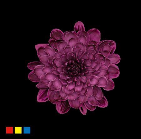 <h4>Chr T Altaj Cassis</h4>