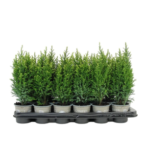 Chamaecyparis lawsoniana 'Snow White' P9