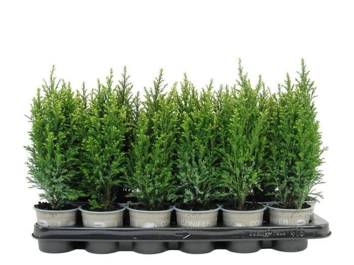 <h4>Chamaecyparis lawsoniana 'Snow White' P9</h4>