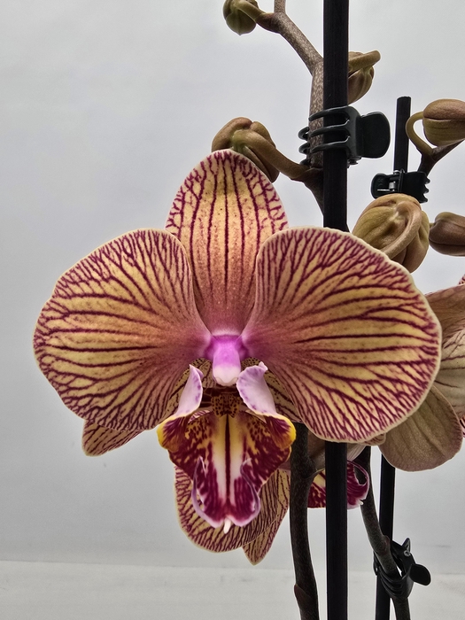 <h4>Limited 17 week 19</h4>