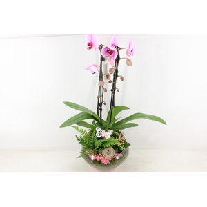 Arr2 Pl - Glas Olay Phal Roze