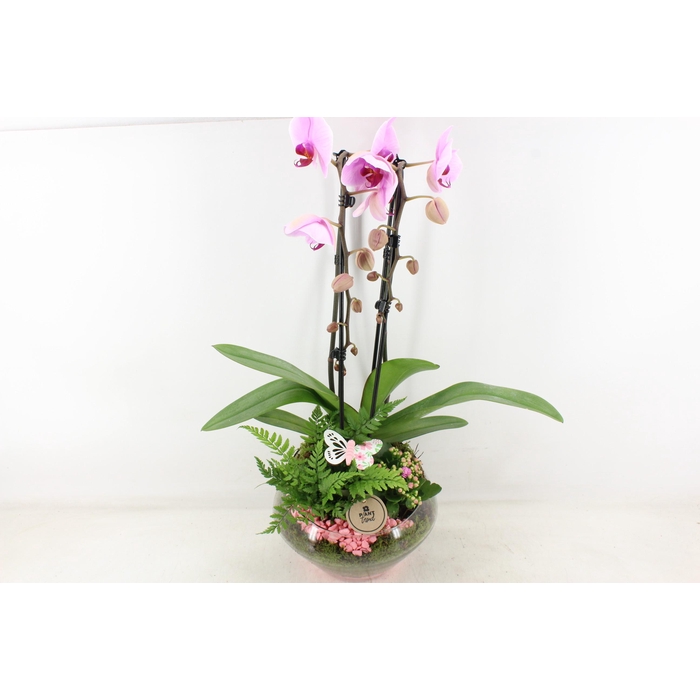 <h4>Arr2 Pl - Glas Olay Phal Roze</h4>