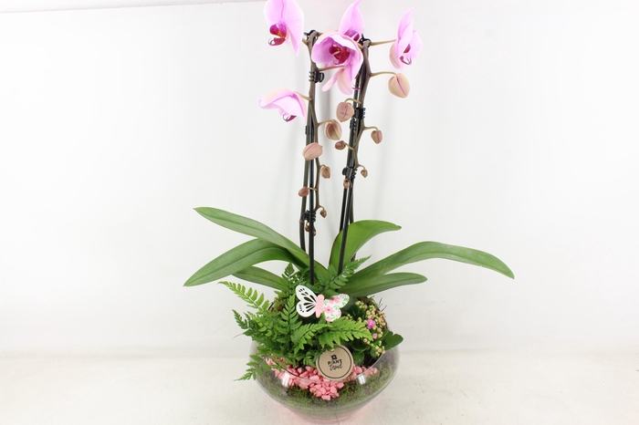 <h4>arr2 PL - Glas Olay phal roze</h4>