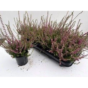 CALLU ALLEGRO