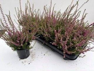 <h4>CALLU ALLEGRO</h4>