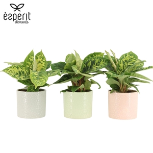 11785: Solutionss Consideration