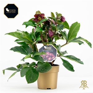 Helleborus HGC Ice N Rosès Red P15 goud