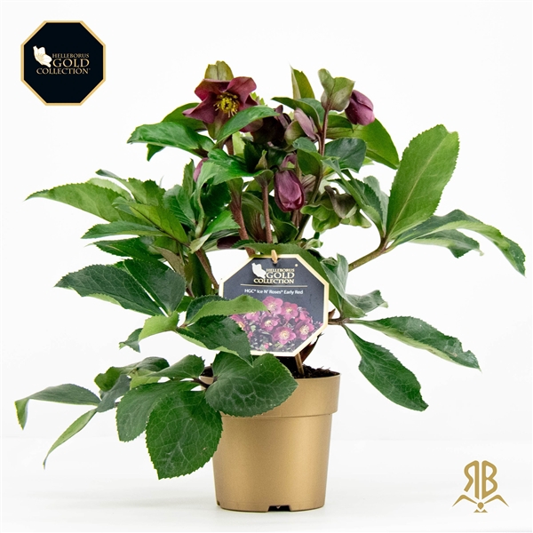 <h4>Helleborus HGC Ice N Rosès Red P15 goud</h4>