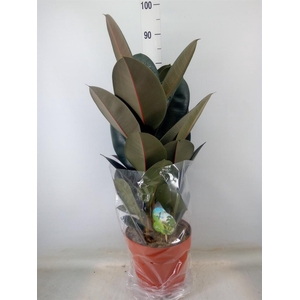 Ficus elastica 'Abidjan'