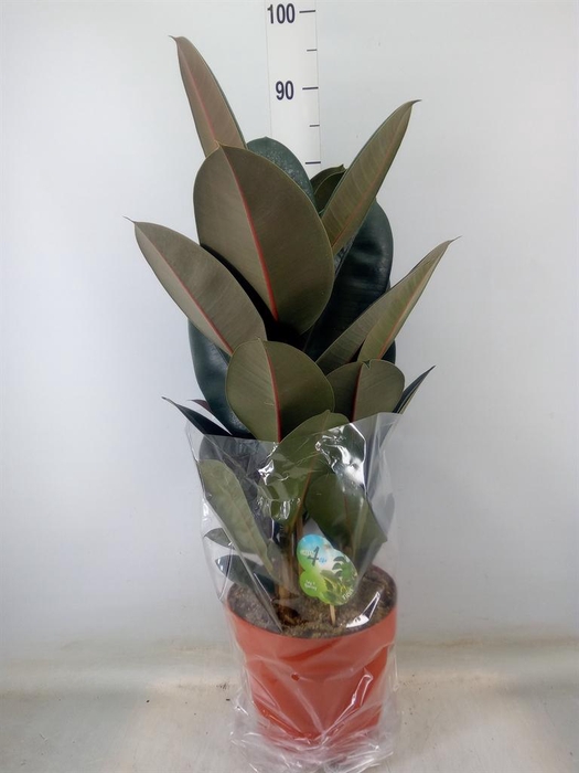 <h4>Ficus elastica 'Abidjan'</h4>