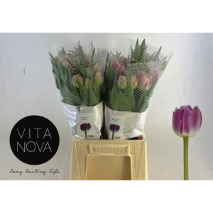 Tulipa do pinza
