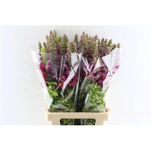 Antirrhinum Maryland Red