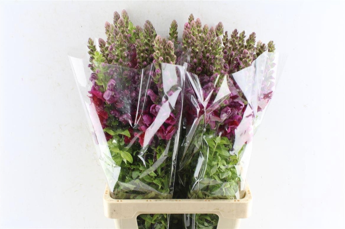 <h4>Antirrhinum Maryland Red</h4>