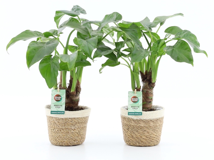 <h4>Alocasia Cucullata Stam Mand Noah Korb</h4>