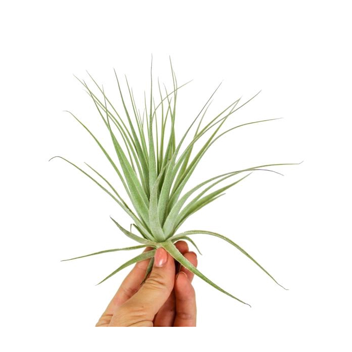<h4>Tillandsia Gardneri</h4>